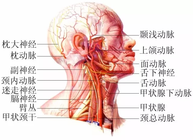 脖子才是身體最致命的位置！